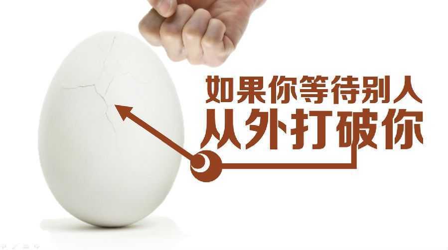 廣州哪里有初生蛋批發