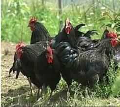 土大媽牌12枚鮮烏雞白鳳蛋