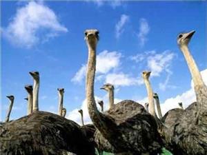 土大媽鴕鳥