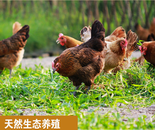笨(土)雞蛋與普通(洋)雞蛋的區別小課堂