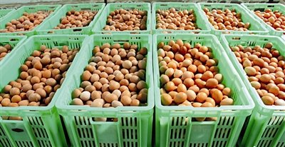 土大媽佳績頻傳,倉庫擴容受益面更廣