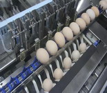 土大媽引進上市公司生產的蛋品光檢清潔設備 ——專注于生產與經營高品質雞蛋